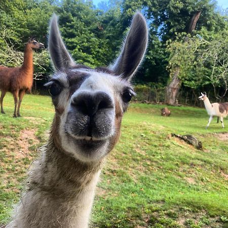 The Llama Farm France Saint-Cyr-Les-Champagnes Eksteriør bilde