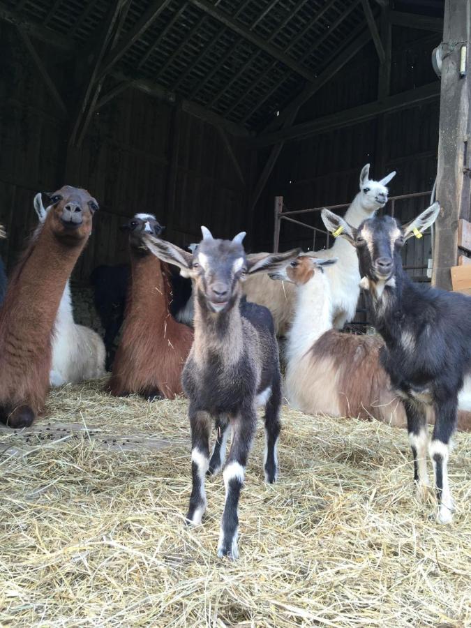 The Llama Farm France Saint-Cyr-Les-Champagnes Eksteriør bilde