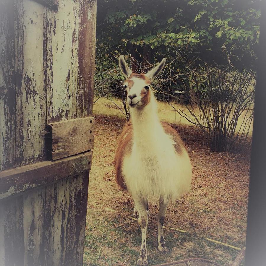 The Llama Farm France Saint-Cyr-Les-Champagnes Eksteriør bilde