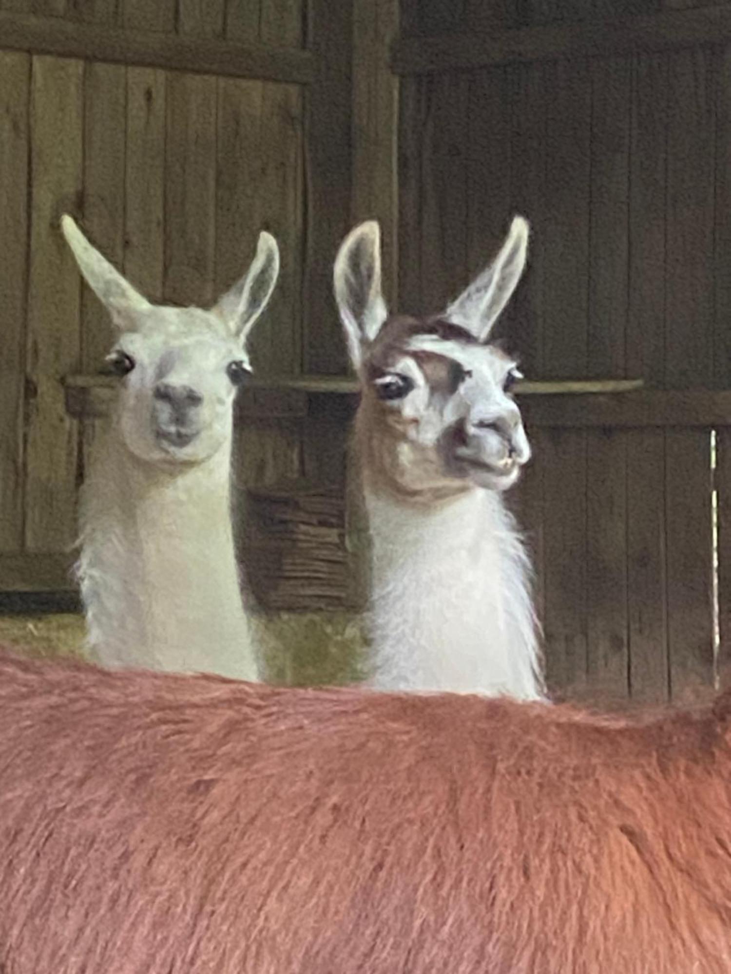 The Llama Farm France Saint-Cyr-Les-Champagnes Eksteriør bilde