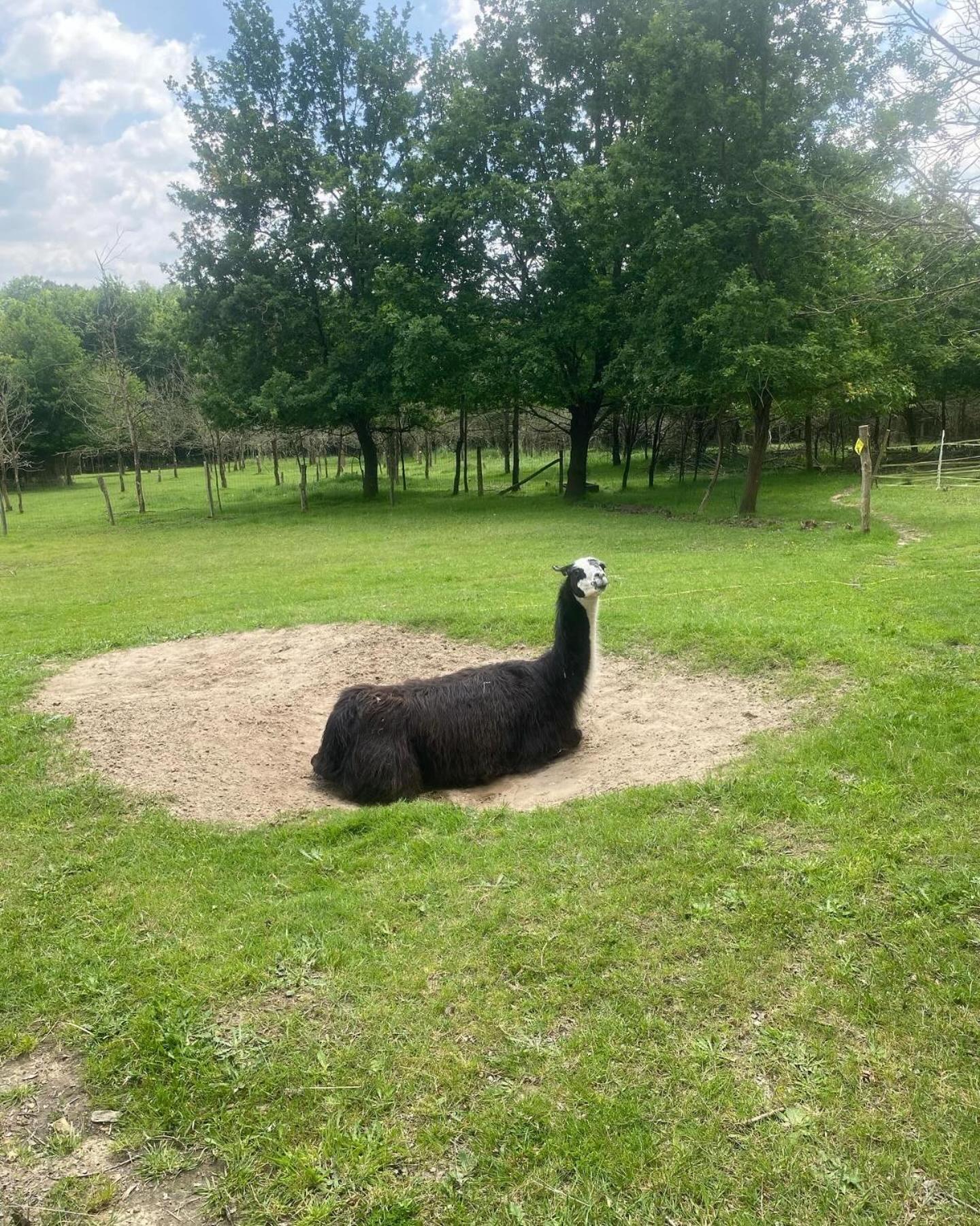 The Llama Farm France Saint-Cyr-Les-Champagnes Eksteriør bilde