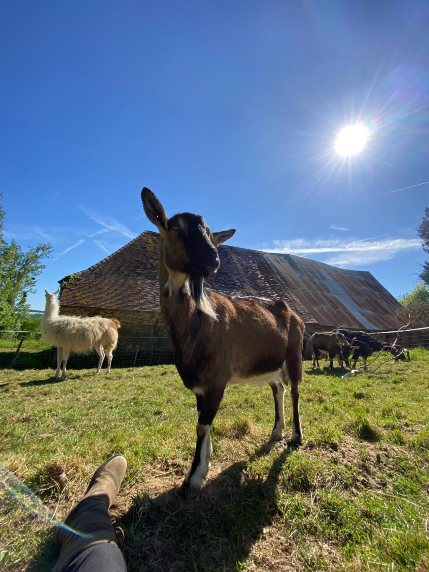 The Llama Farm France Saint-Cyr-Les-Champagnes Eksteriør bilde