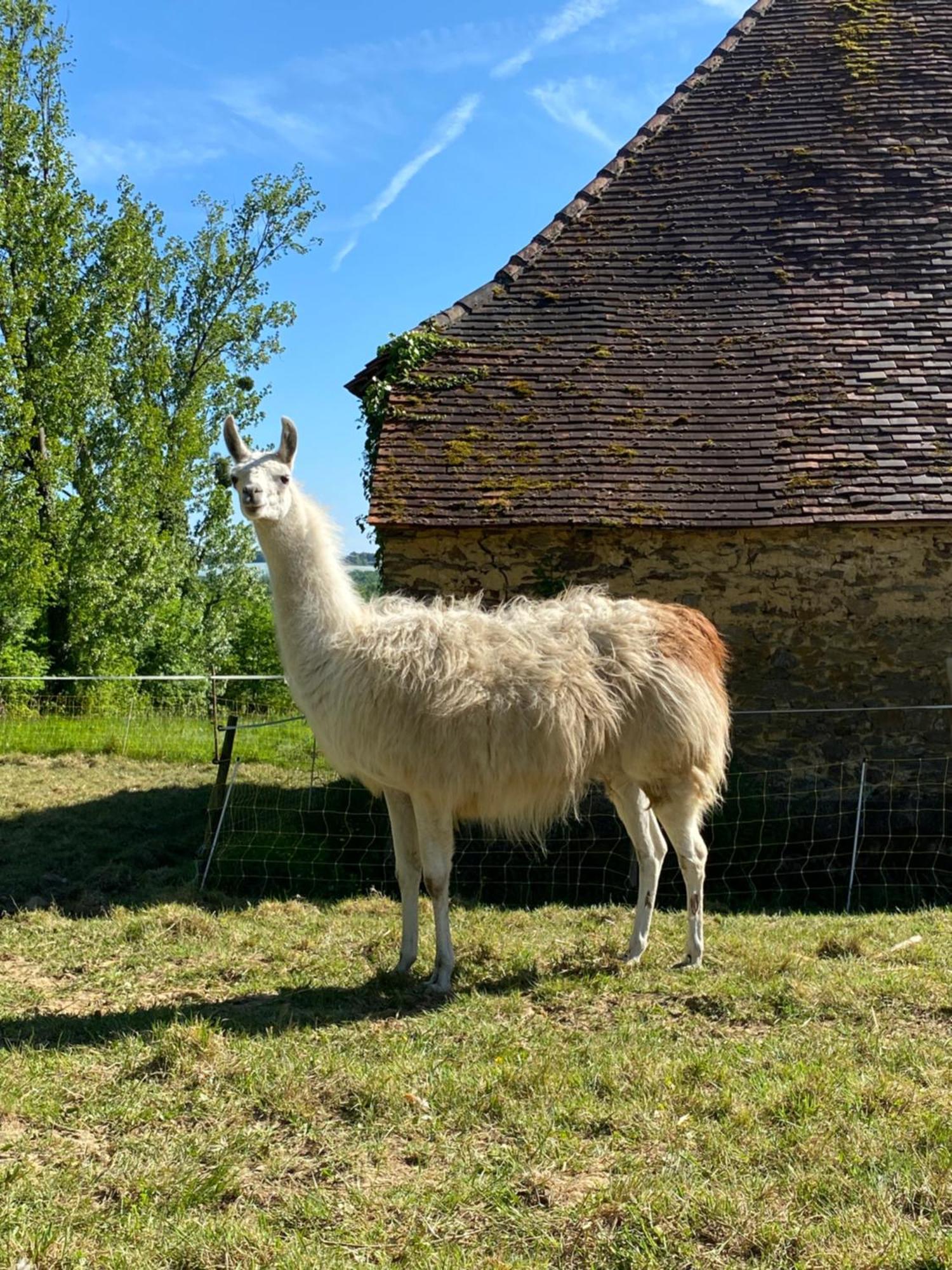 The Llama Farm France Saint-Cyr-Les-Champagnes Eksteriør bilde