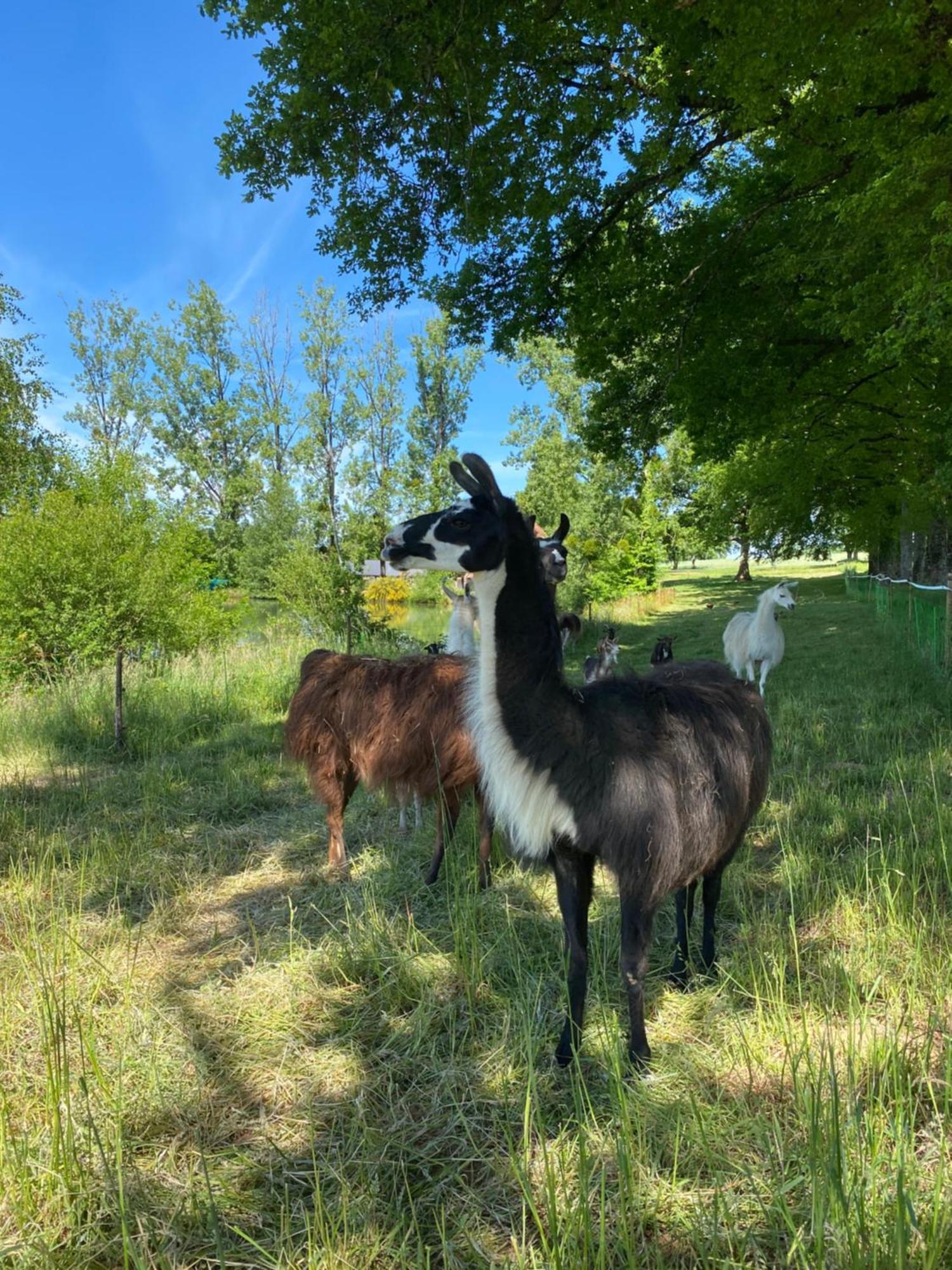 The Llama Farm France Saint-Cyr-Les-Champagnes Eksteriør bilde