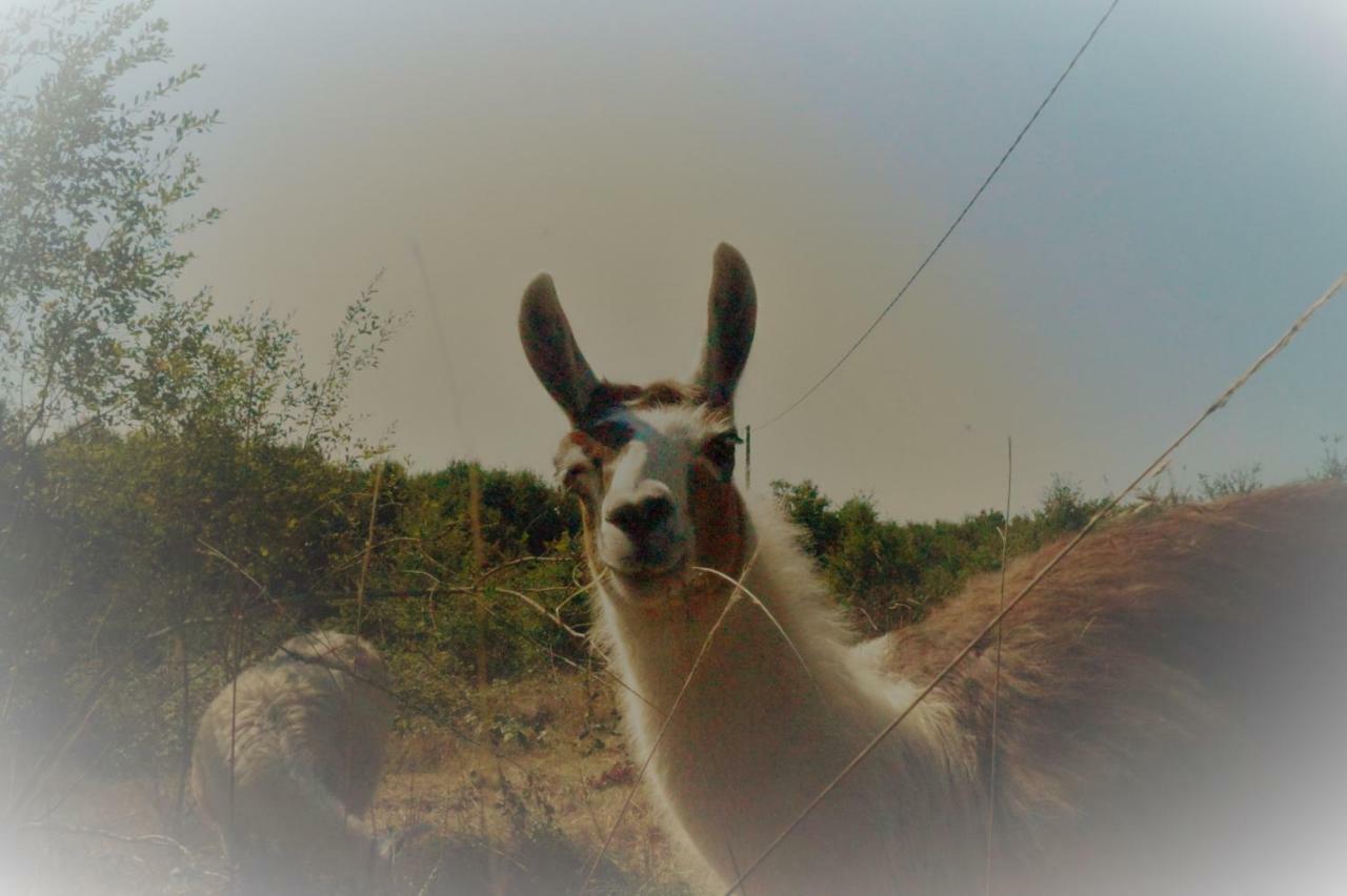 The Llama Farm France Saint-Cyr-Les-Champagnes Eksteriør bilde