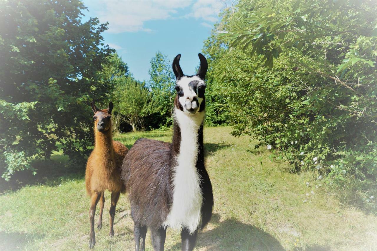The Llama Farm France Saint-Cyr-Les-Champagnes Eksteriør bilde