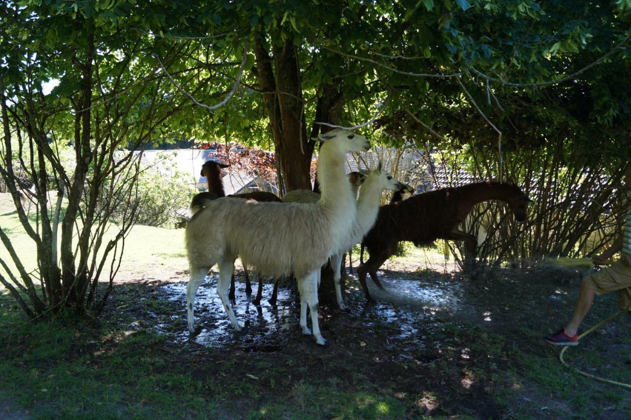 The Llama Farm France Saint-Cyr-Les-Champagnes Eksteriør bilde